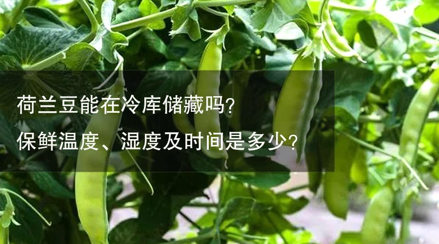 荷蘭豆能在冷庫(kù)儲(chǔ)藏嗎？保鮮溫度、濕度及時(shí)間是多少？