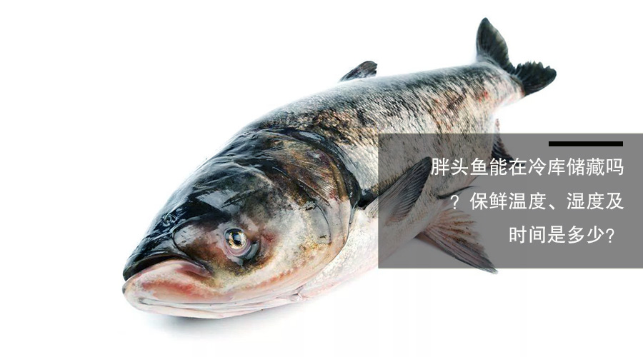 胖頭魚（鳙魚）冷庫儲藏溫度、相對濕度及貯藏時(shí)間介紹