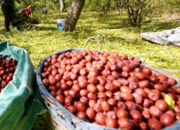 甘肅臨夏劉家峽大紅棗1300平米冷庫設計安裝工程方案