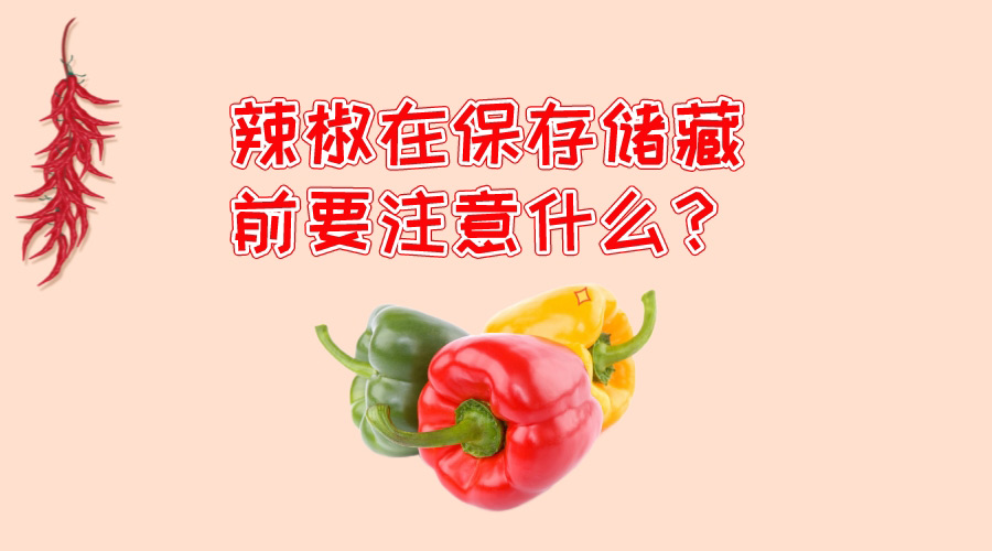 辣椒在保存儲(chǔ)藏前要注意什么？