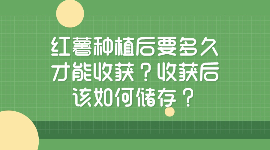 紅薯種植后要多久才能收獲？收獲后該如何儲(chǔ)存？