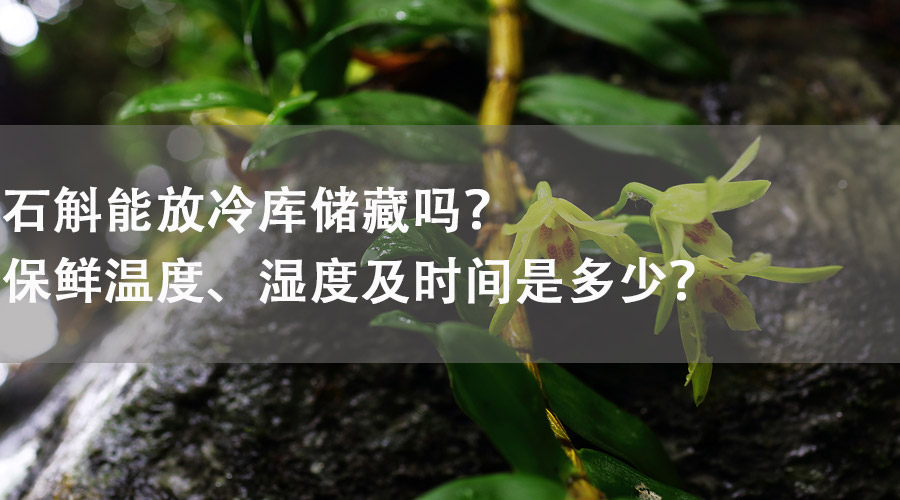 石斛能放在冷庫儲藏嗎？保鮮溫度、濕度及時間是多少？