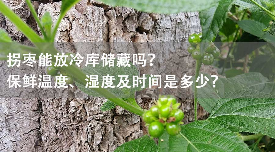 拐棗能放冷庫儲(chǔ)藏嗎？保鮮溫度、濕度及時(shí)間是多少？