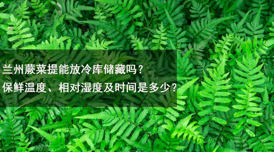 蘭州蕨菜提能放冷庫儲藏嗎？保鮮溫度、相對濕度及時間是多少？.jpg