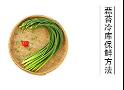 蒜薹（蒜苔、蒜毫）冷庫儲藏方法是什么？保鮮期可達(dá)半年以上！