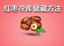 鮮紅棗（大棗）冷庫(kù)儲(chǔ)藏方法指南，保鮮50天！