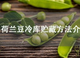 荷蘭豆冷庫貯藏方法介紹，學會此招保鮮2個月！