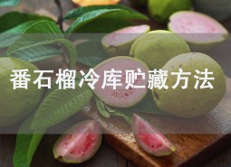 番石榴（芭樂(lè)）冷庫(kù)貯藏方法詳解！