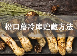 松茸（松口蘑）冷庫(kù)貯藏方法介紹！