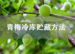 青梅怎么保存？氣調(diào)冷庫(kù)可以貯藏2個(gè)月！