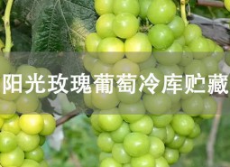 陽(yáng)光玫瑰葡萄貯藏方法是什么？冷庫(kù)貯藏可以保鮮3個(gè)左右！