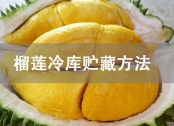 榴蓮冷庫(kù)貯藏方法詳解！冷凍庫(kù)保存8個(gè)月！